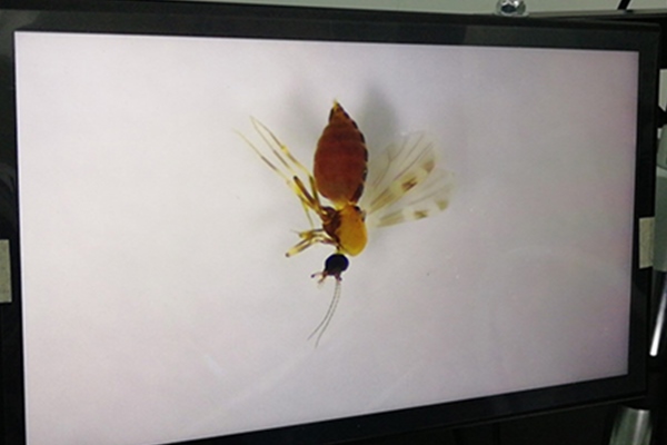 Insect-observation