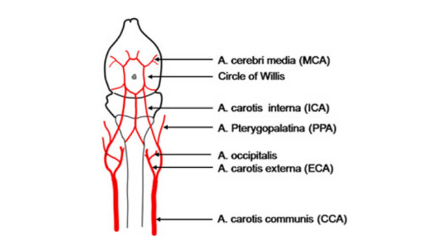 Scheme of the vessel architecture