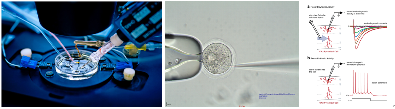 Other microelectrode related research fields