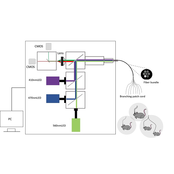 R820 Tricolor Multichannel Fiber Photometry System - RWD Life Science