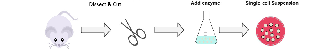 traditional way of single-cell suspension preparation