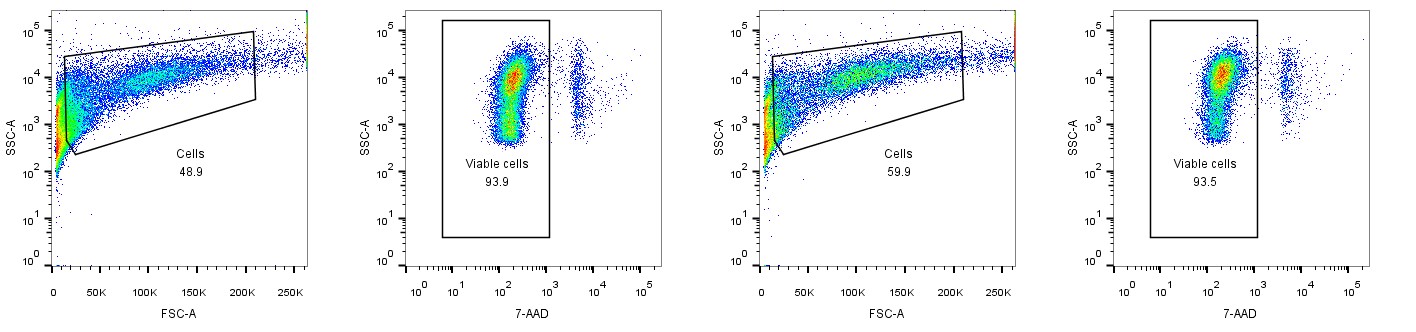 Neonatal Mouse Heart single cell suspension