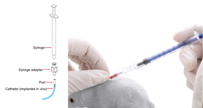 catheter implanted in ivivo