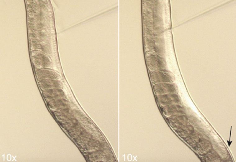 Microinject Needle C Elegans Microinjection Procedure Guide - RWD Science