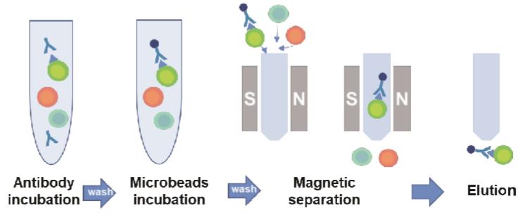 Magnetic Separation Products ﻿ - RWD Life Science