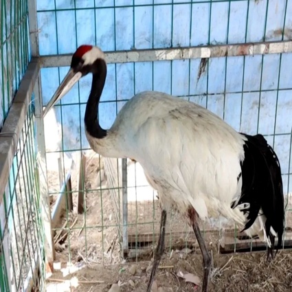 rwd animal surgery case news 1