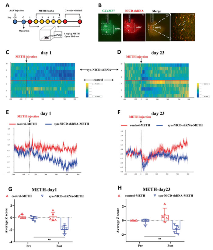 Application of Fiber Photometry in the Study of Neurological Disorders
