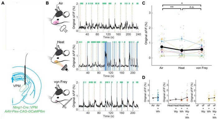 Application of Fiber Photometry in the Study of Neurological Disorders
