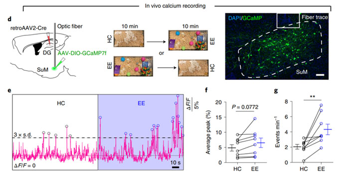 Application of Fiber Photometry in the Study of Neurological Disorders

