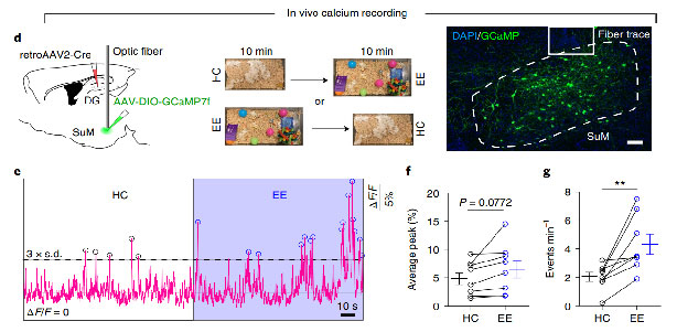 R821 Tricolor Multichannel Fiber Photometry System
