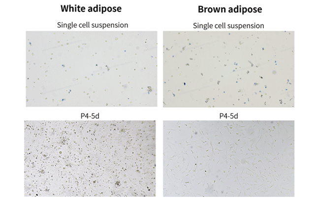 High Activity Adipose Tissue Enzymatic Digestion Kit(Mouse and Rat)