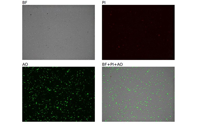 High Activity Brain Tumor Enzymatic Digestion Kit