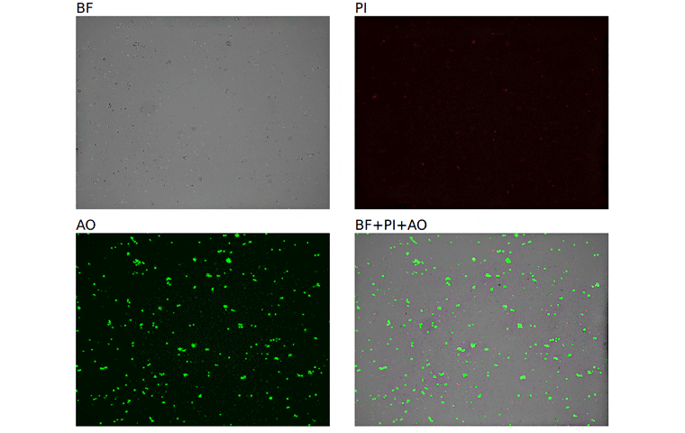 High Activity Brain Tumor Enzymatic Digestion Kit