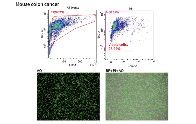 Mouse colon cancer