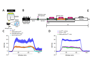 Laser-Speckle-Contrast-Imaging-System