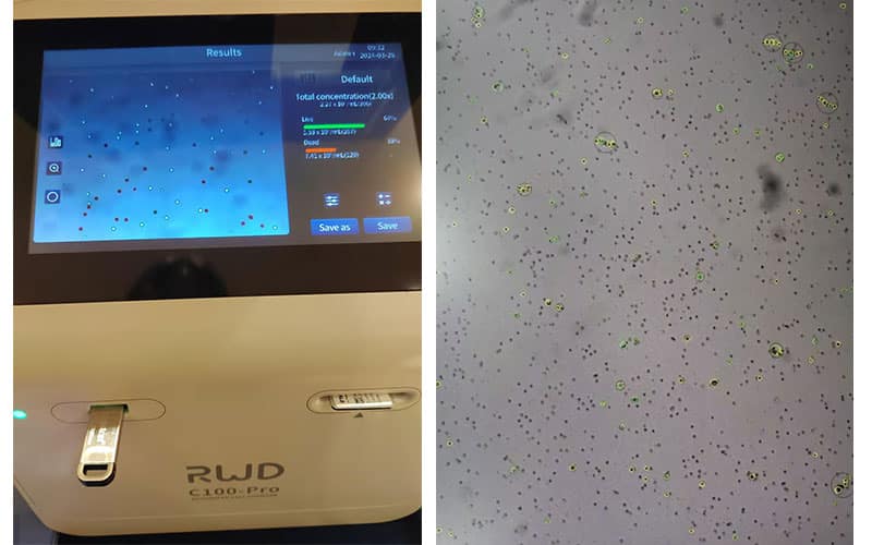 Using the RWD Single Cell Suspension Dissociator results in high cell viability and a clean background