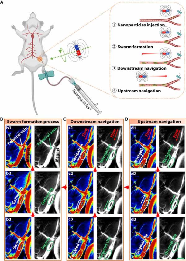 New breakthrough in micro/nanorobots! 