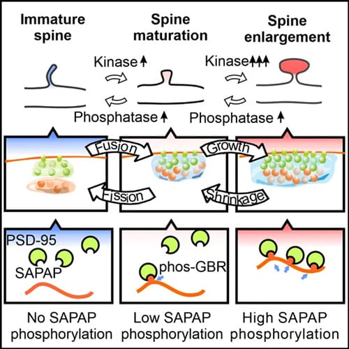 Unveiling the Phosphorylation-dependent Fusion and Fission Mechanism of Membraneless Organelles by the Team of Academician Mingjie Zhang from the Chinese Academy of Sciences (CAS)