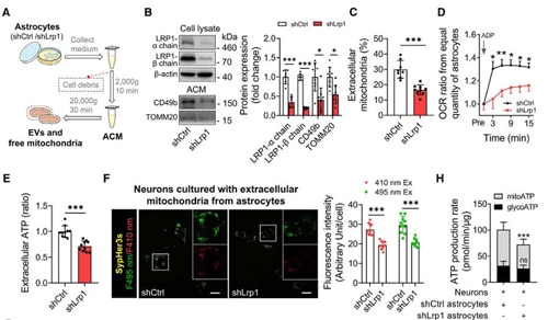Knockdown of LRP1 in Astrocytes Inhibits Mitochondrial Transfer