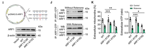 Point Mutation of ARF1-Kla 73 Confirms the Role of Lactylation Modification in Regulation