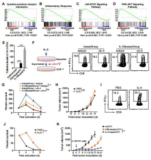 IL3-Induced Release of IL4 by Basophils Enhances CTL Effector Function and Anti-Tumor Immunity