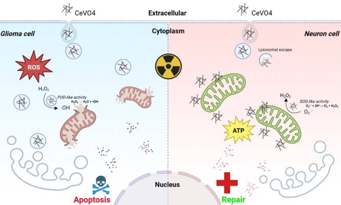 Intratumoral-injection-of-CeVO4-for-in-vivo-evaluation