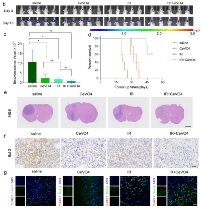 fluorescence-imaging-showed-the-IR-+-CeVO4-group-had-the-strongest-tumor-suppression-effect