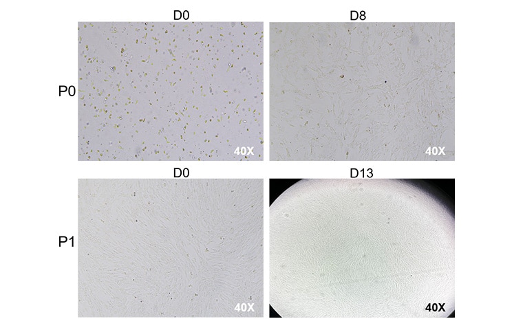Cell Culture