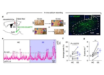 Fiber-Photometry-System-Successful-Cases