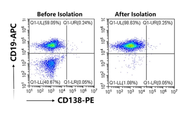 Rapidly and effectively sort Pan B cells from mouse spleen samples