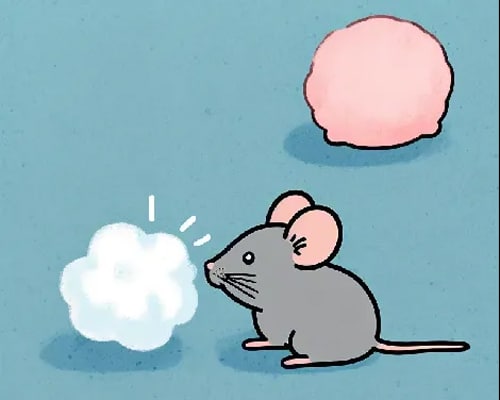 Advancing Olfactory Function Assessment