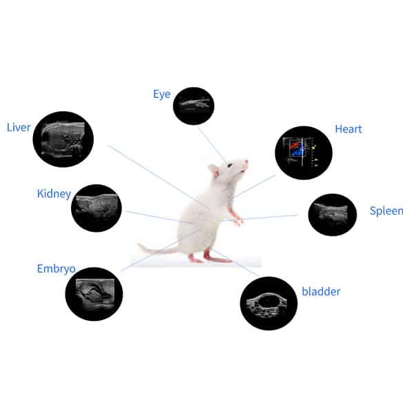High Frequency Small Animal Ultrasound Imaging System