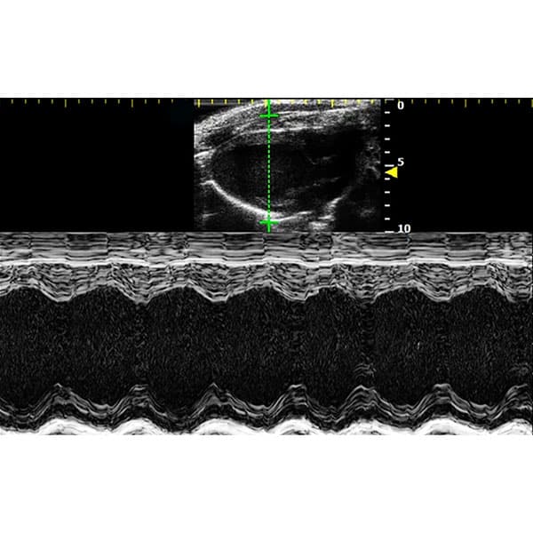 High Frequency Small Animal Ultrasound Imaging System
