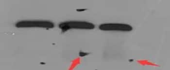 Western Blot experiment results