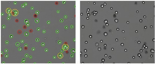 Cell Counter Selection Guide